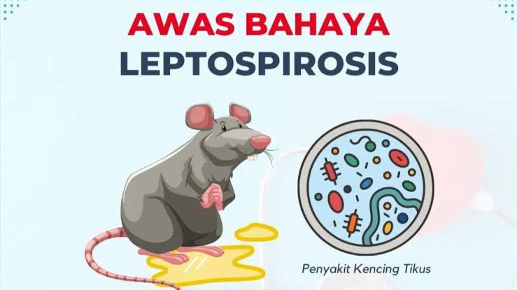 Leptospirosis Tikus: Gejala yang Harus Diketahui Setiap Keluarga