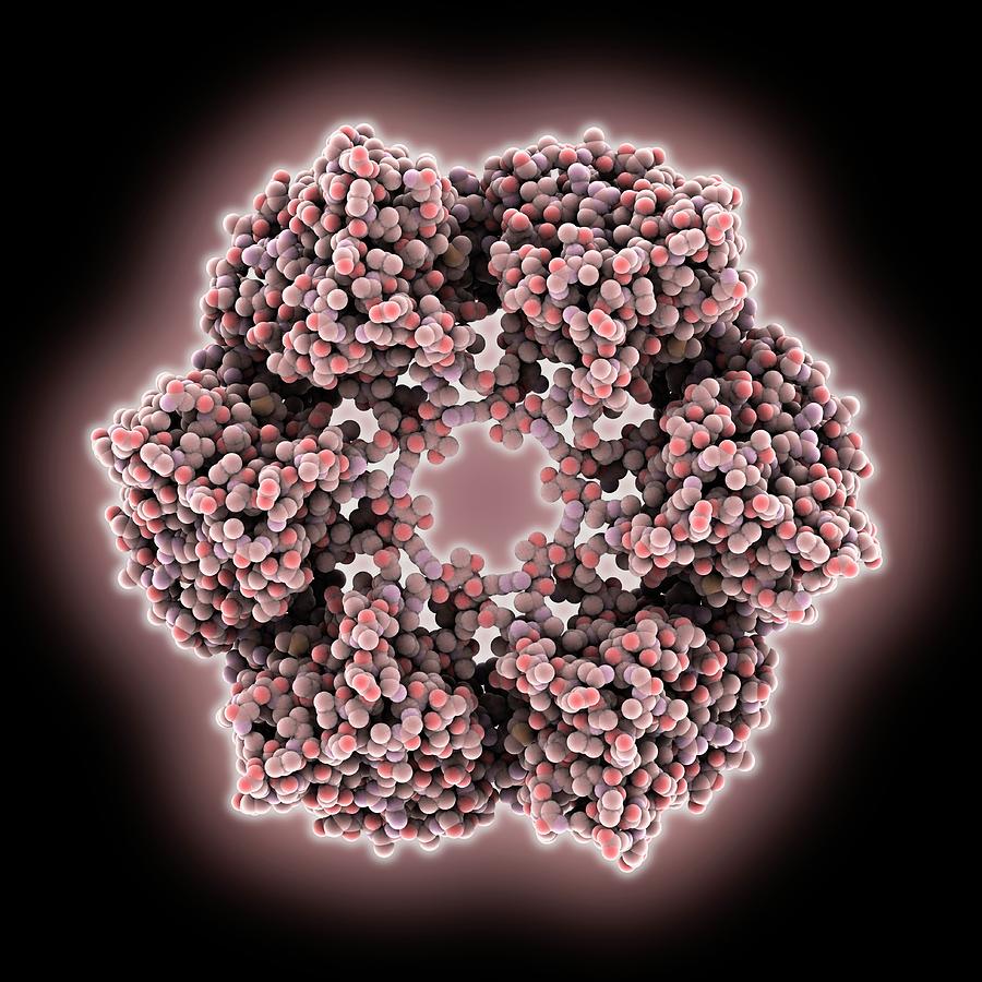 Virus Toscana