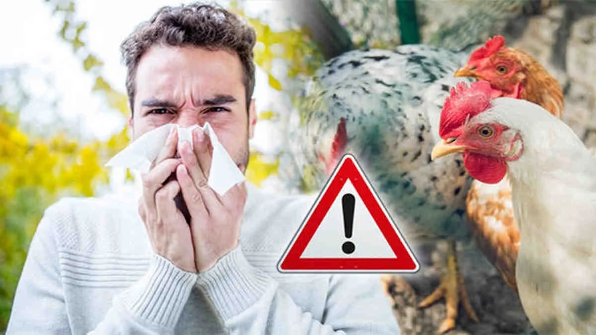 Flu Burung di Asia: Mengapa Kasusnya Terus Meningkat