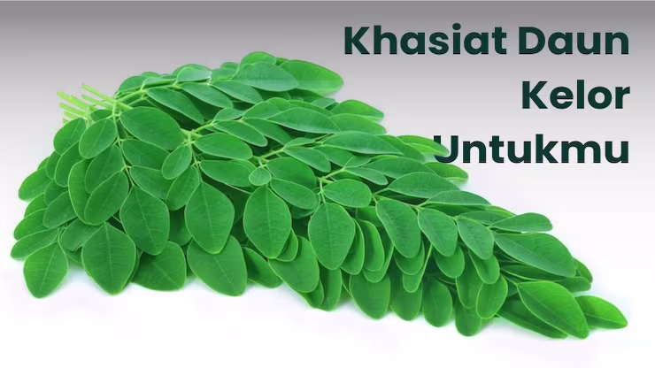 Khasiat Daun Kelor untuk Kesehatan