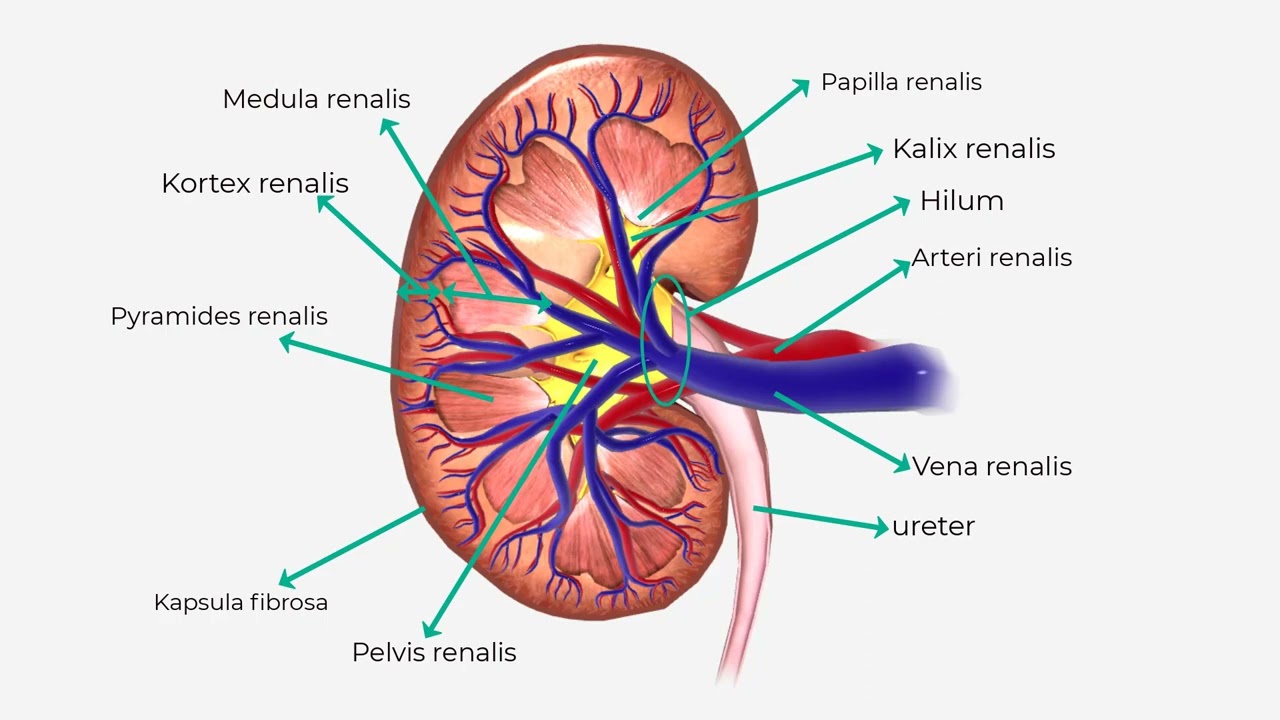 Medula Ginjal