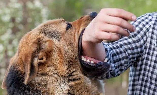 Rabies Akut: Ancaman Mematikan dari Gigitan Hewan