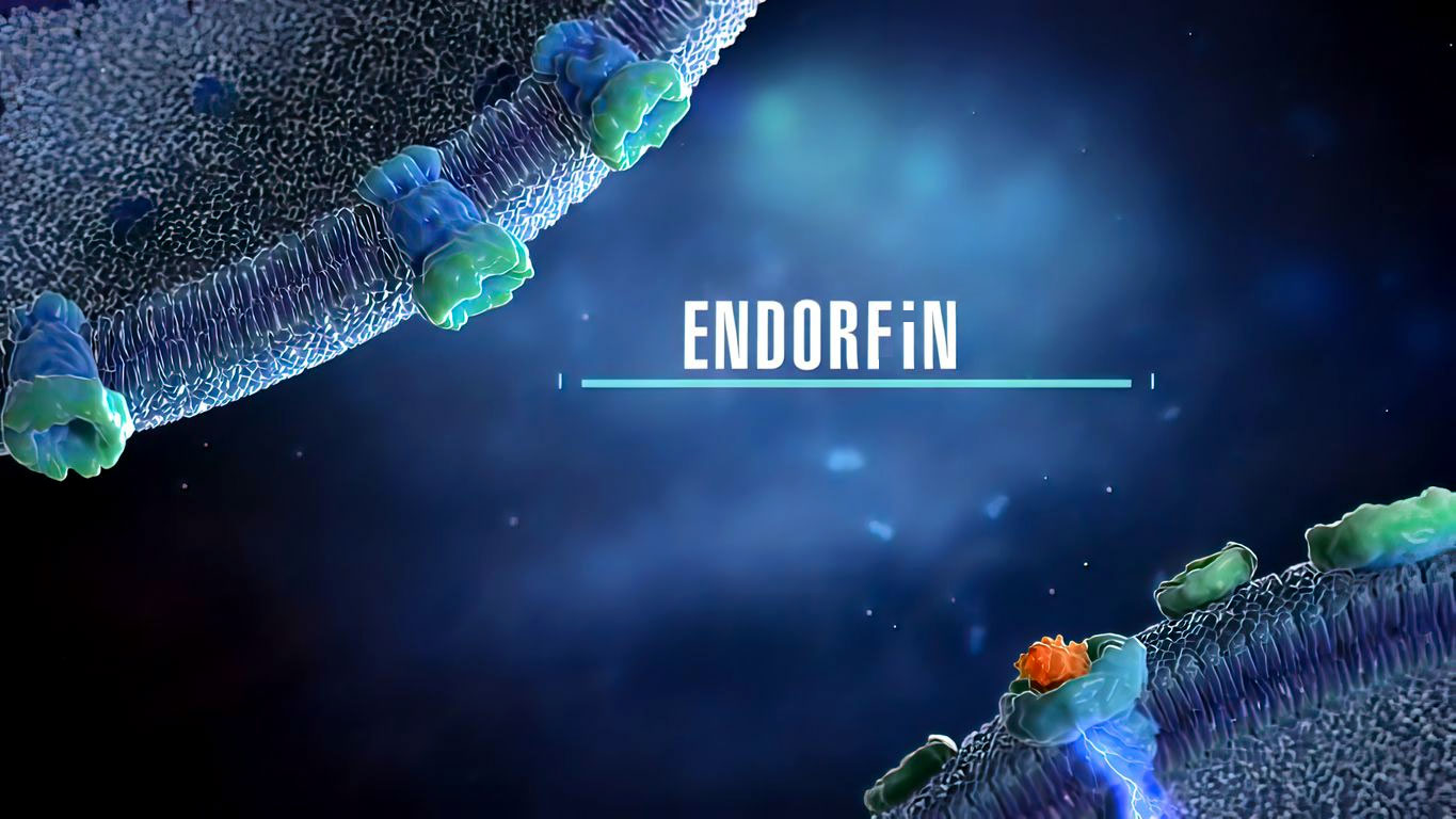 zat endorfin