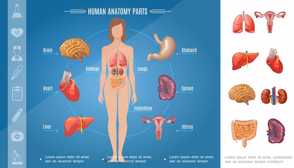 Fungsi Organ Jantung dalam Menunjang Hidup Sehat