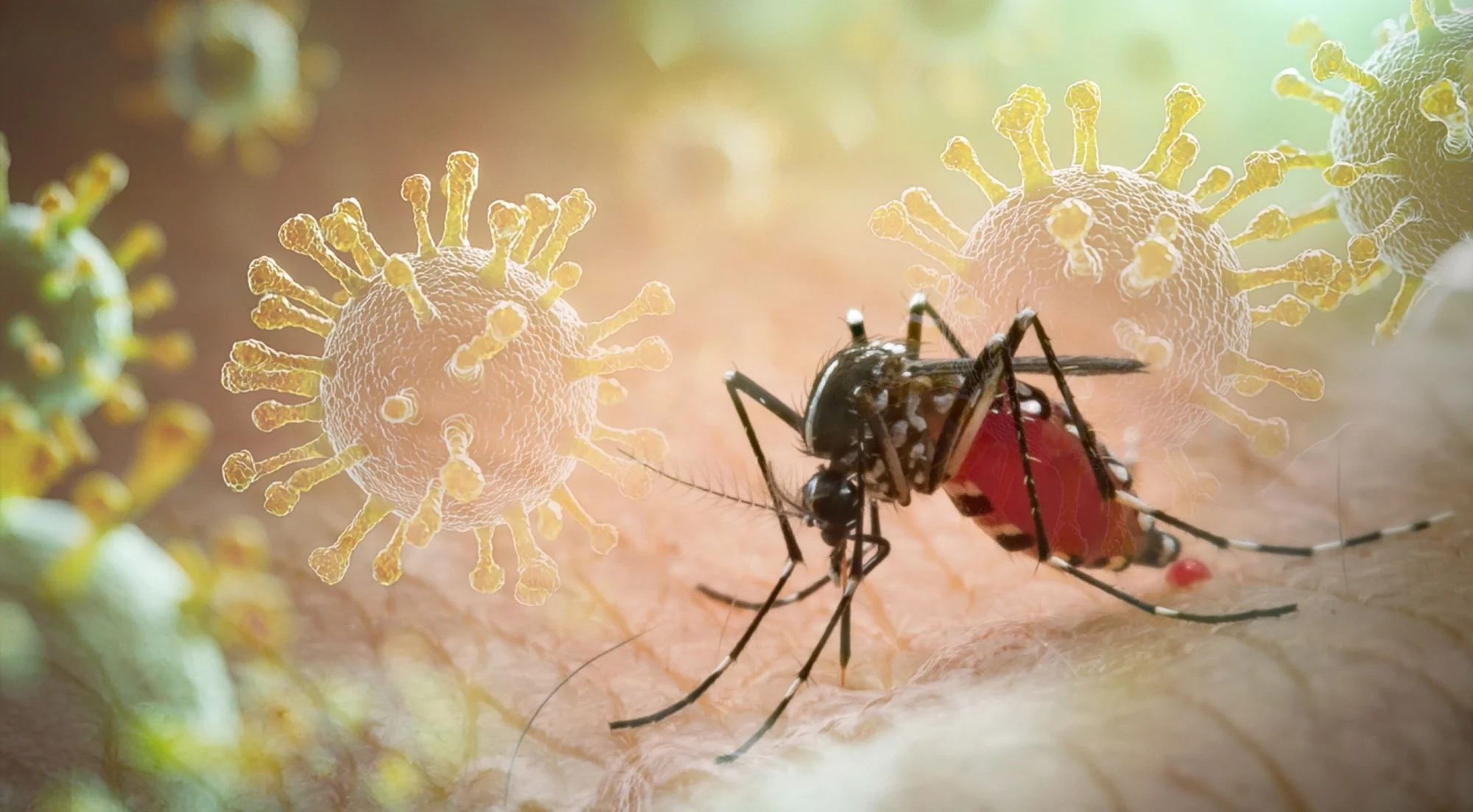 Virus Chikungunya
