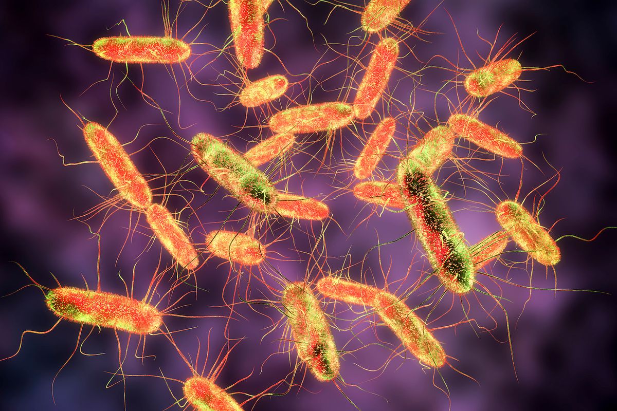 Virus Salmonella