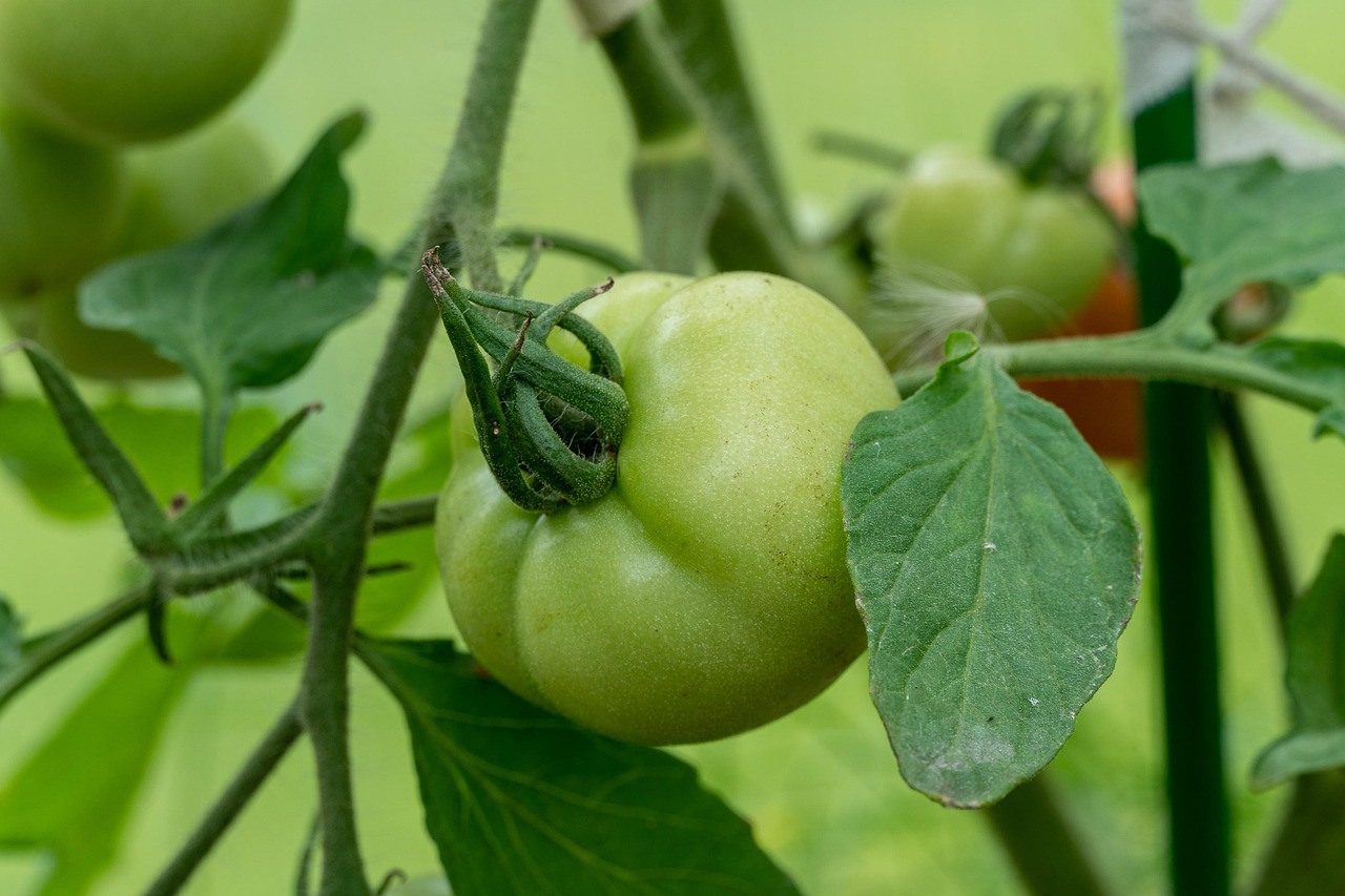 Manfaat Makan Tomat Mentah