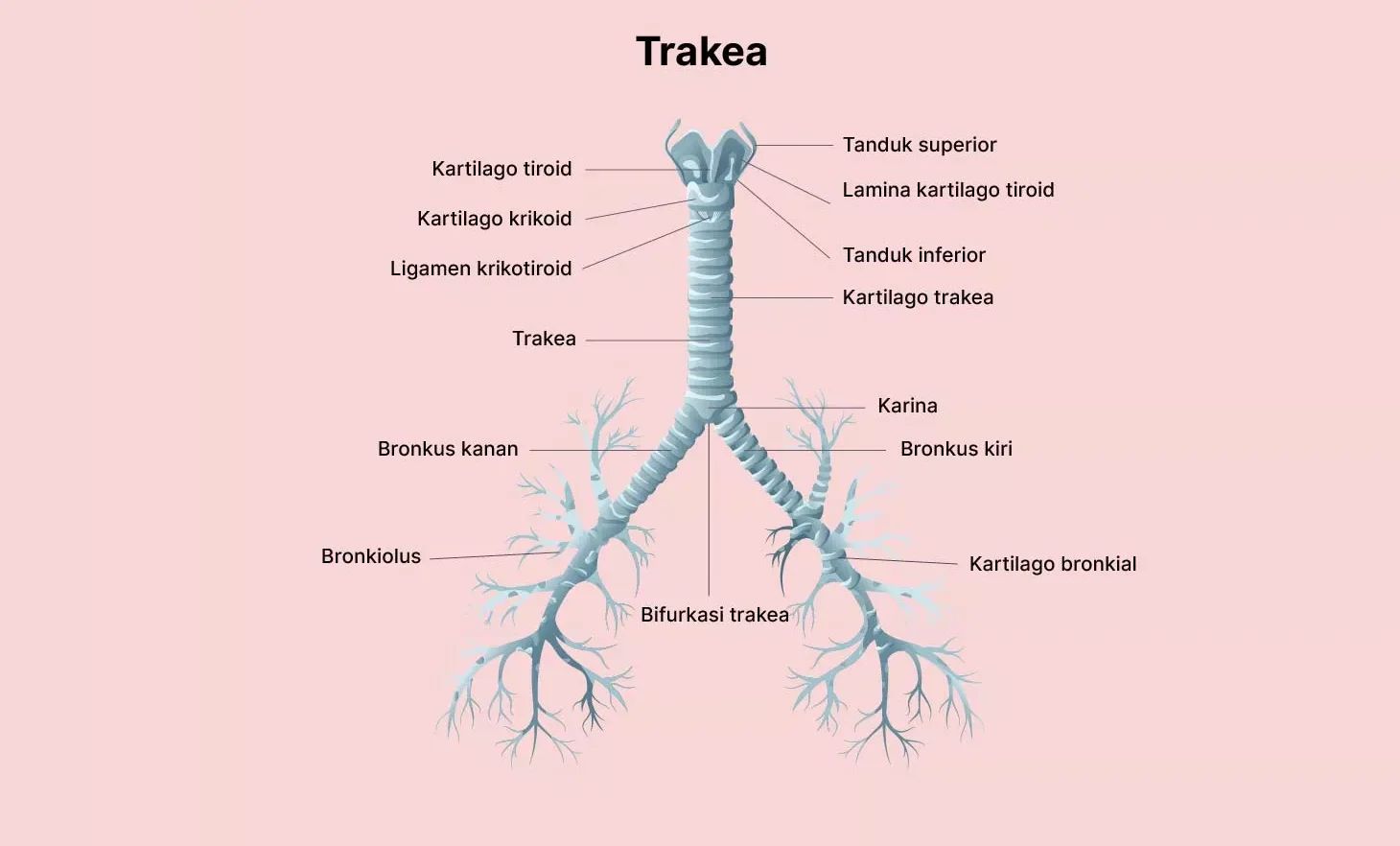 Trakea