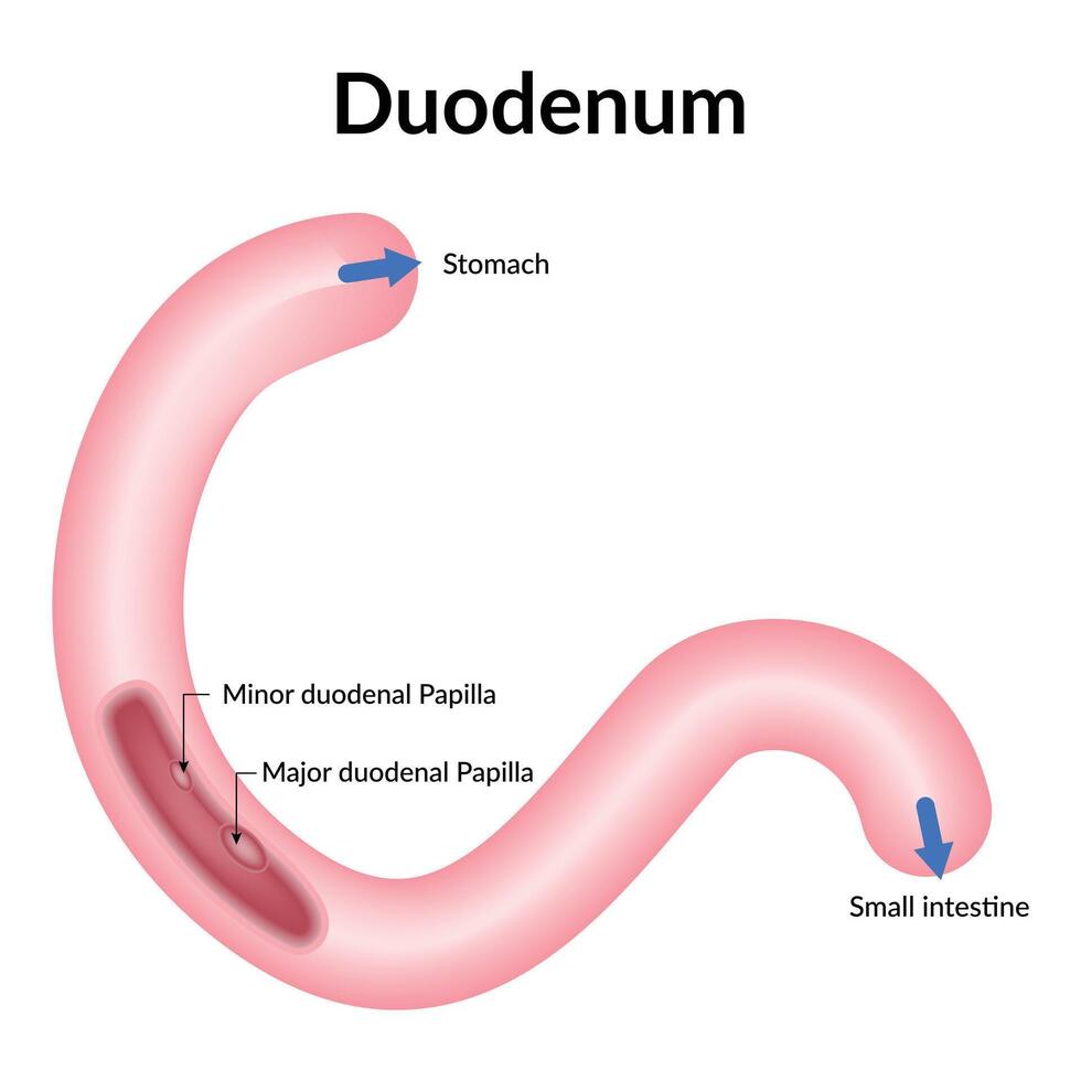 Duodenum