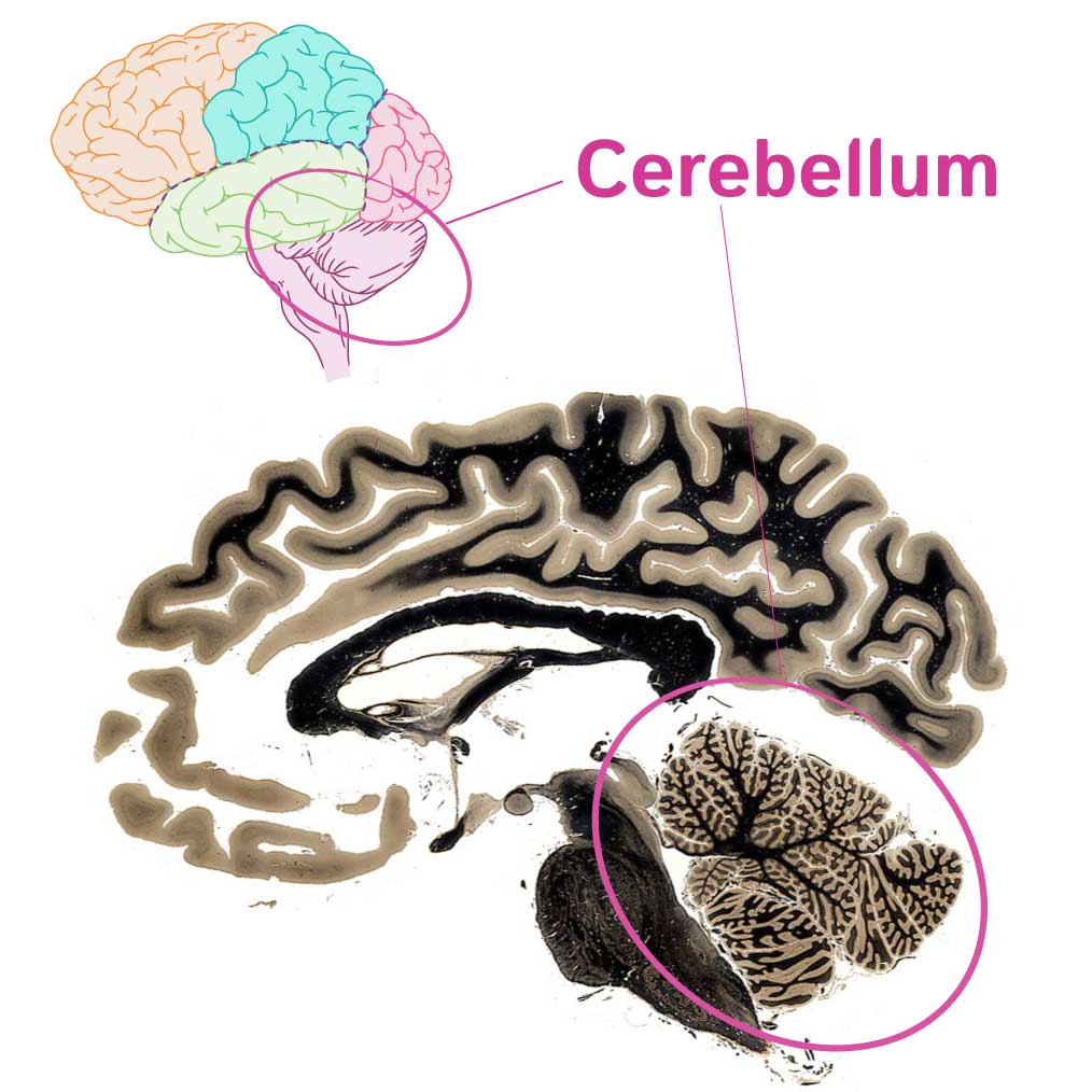 Cerebellum
