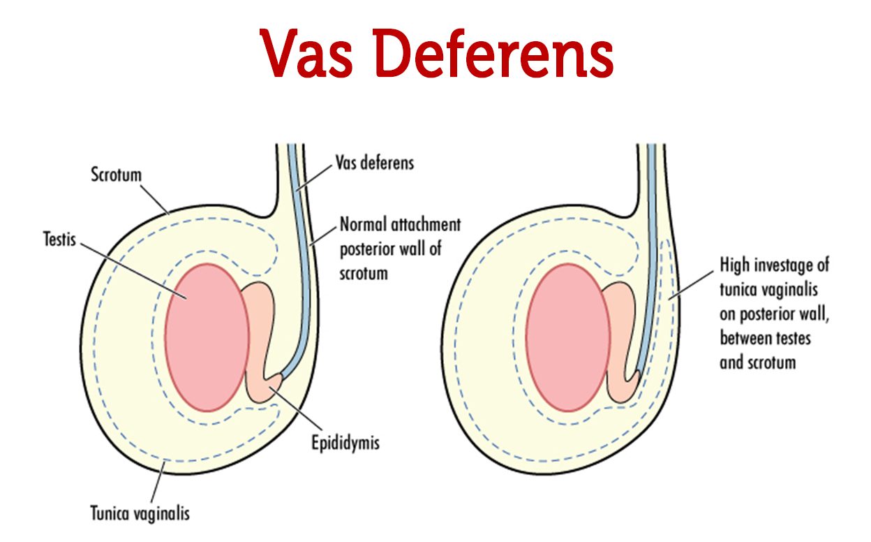 Vas Deferens