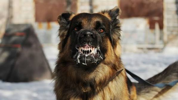 rabies gigitan