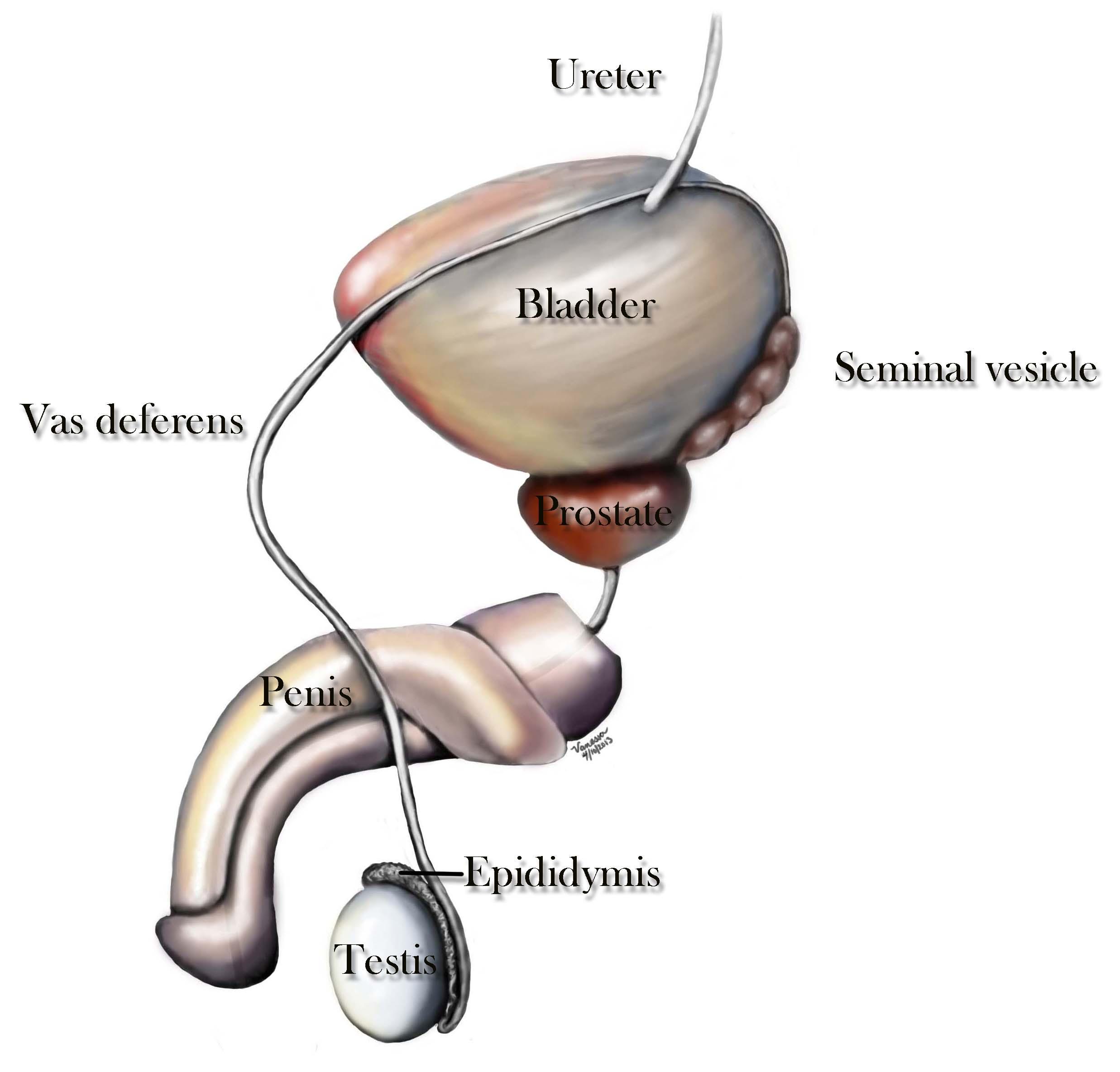Vas Deferens