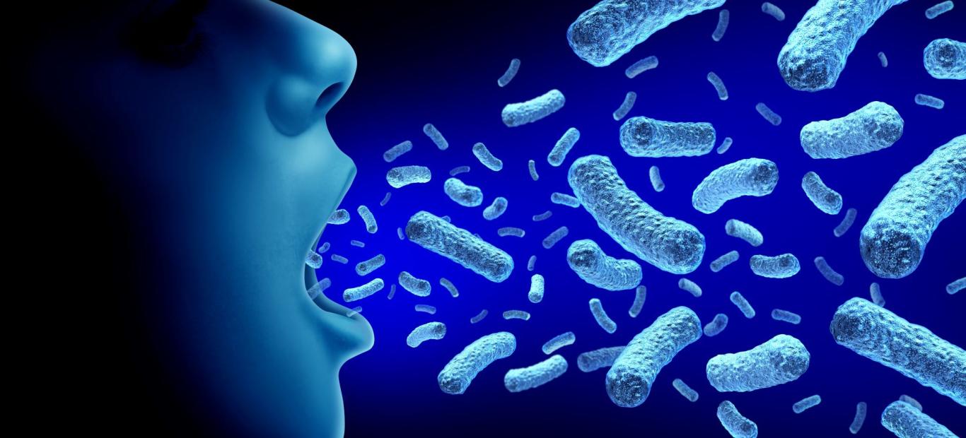 Bordetella pertussis