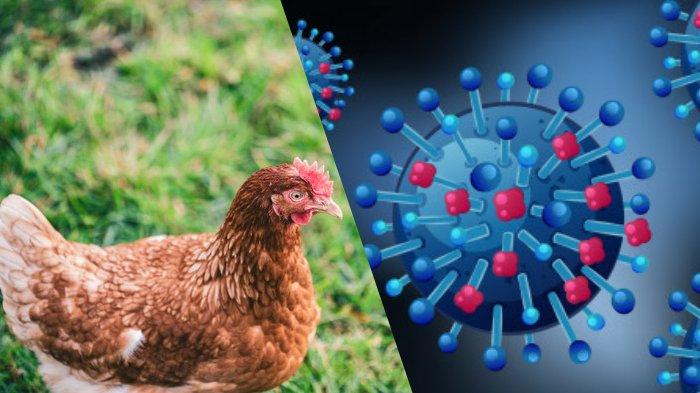 Influenza Burung
